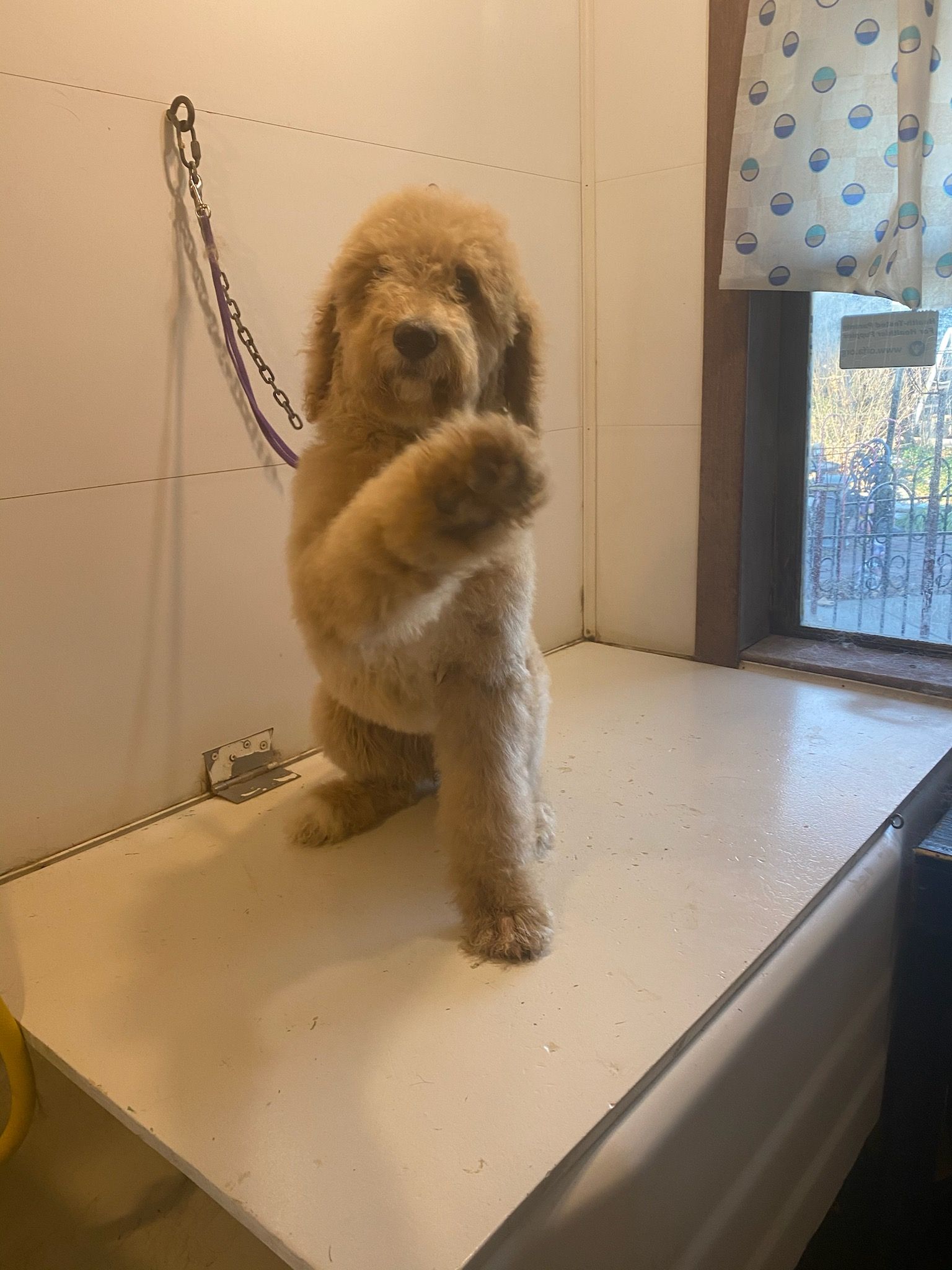Grooming