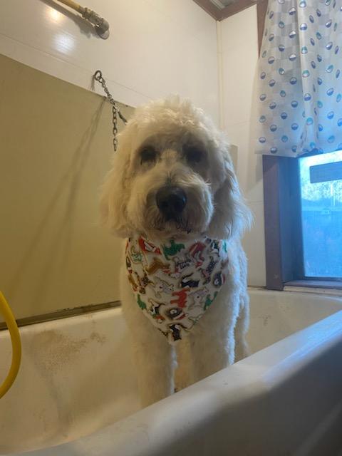 Grooming
