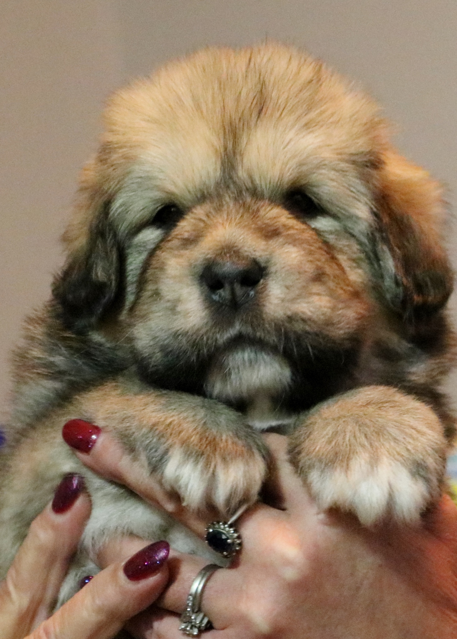 Tibetan Mastiff