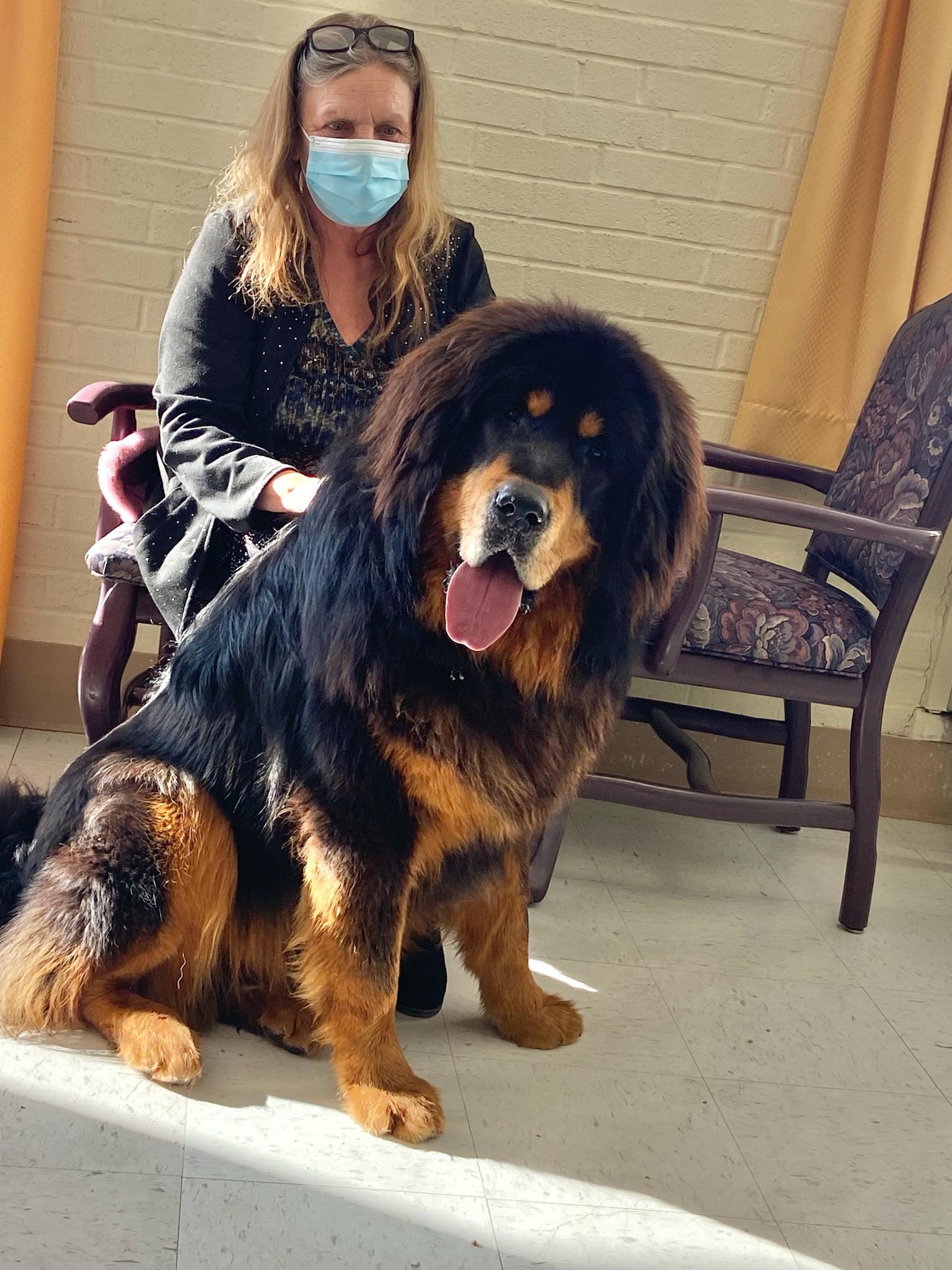 Tibetan Mastiff