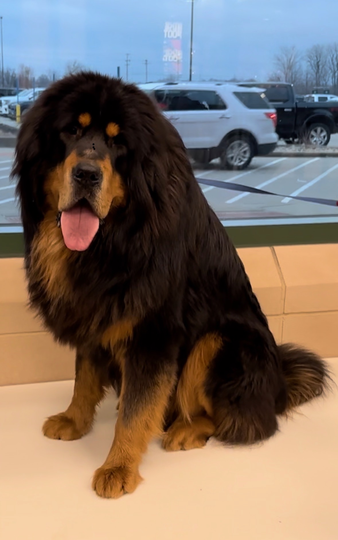Tibetan Mastiff