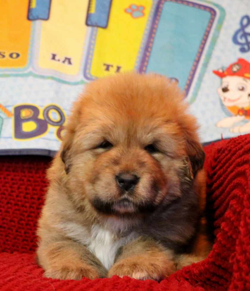 Tibetan Mastiff