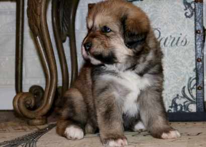 Tibetan Mastiff