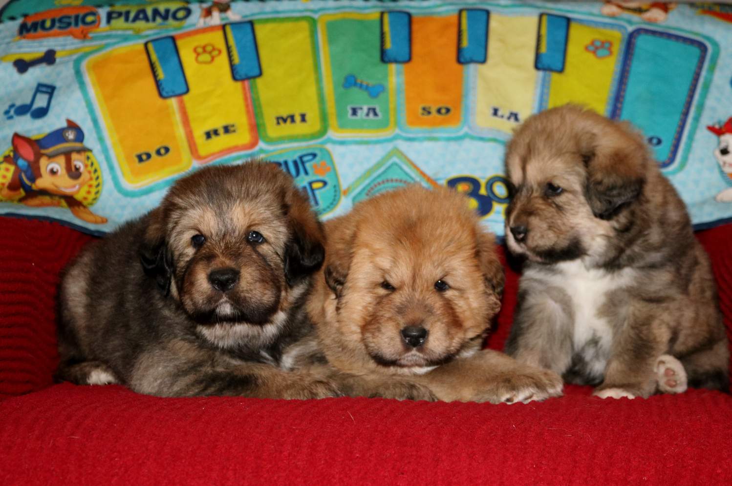 Tibetan Mastiff