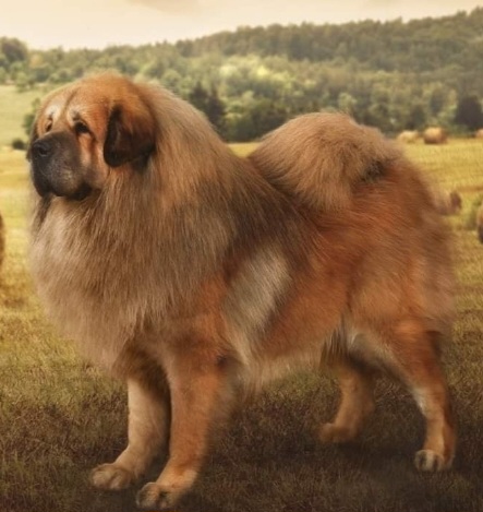 Tibetan Mastiff