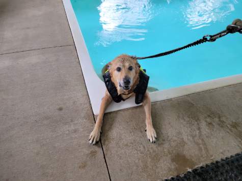 Hydrotherapy